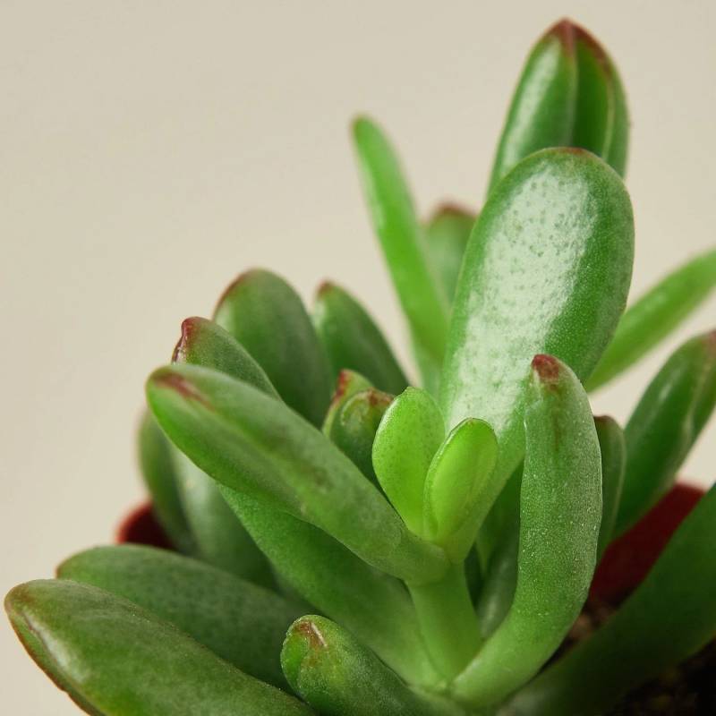 Succulent Crassula Jade