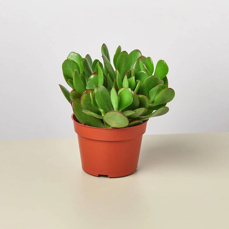 Succulent Crassula Jade