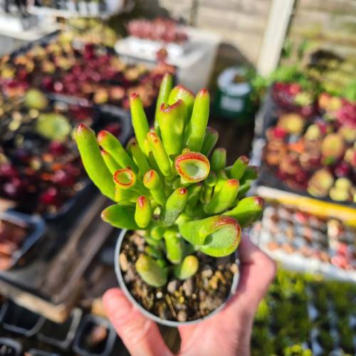 Succulent Crassula Ovata Gollum Jade