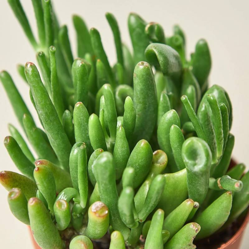 Succulent Crassula Ovata Gollum Jade