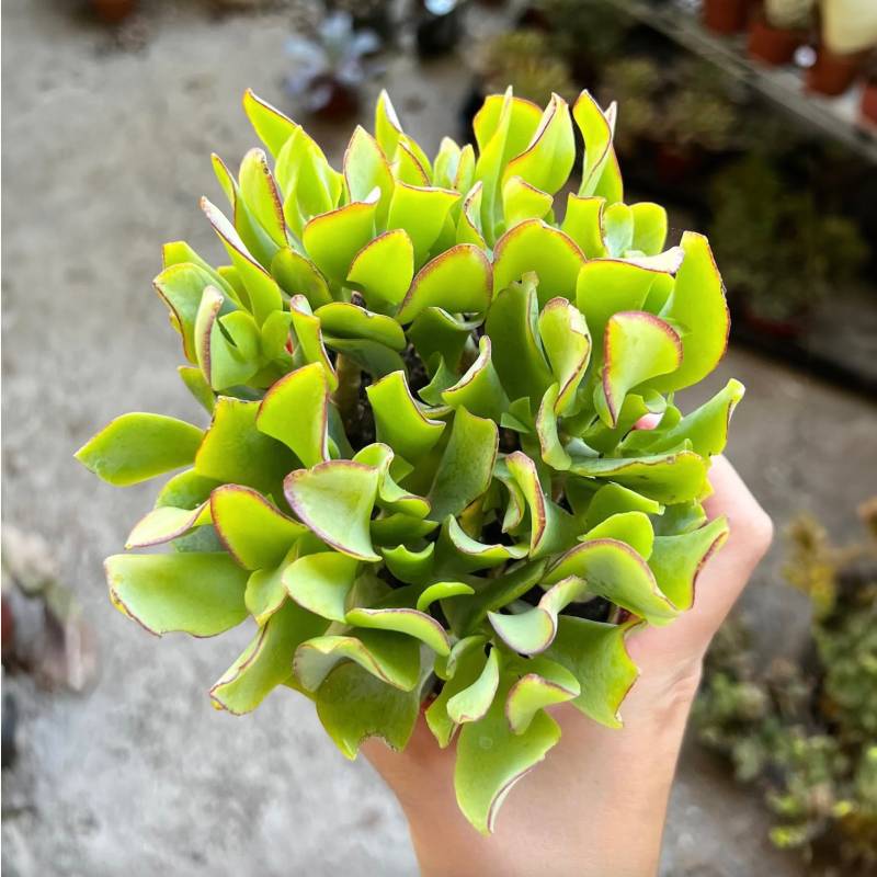 Succulent Crassula Ripple Jade