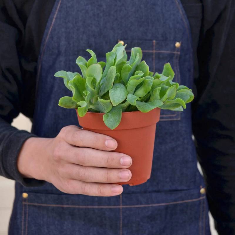 Succulent Crassula Ripple Jade