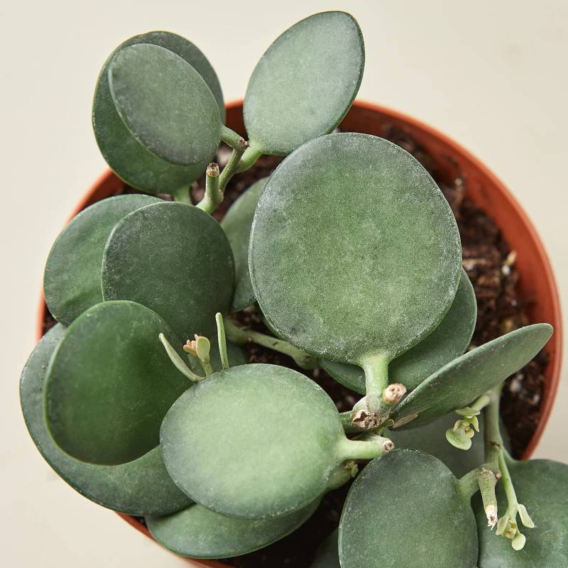 Succulent Crassula Silver Dollar