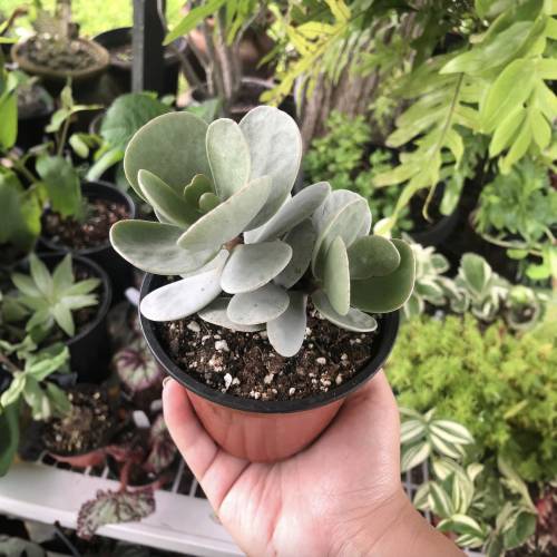 Succulent Crassula Silver Dollar