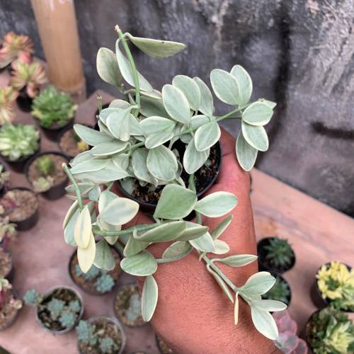 Succulent Dischidia Cascade Variegated