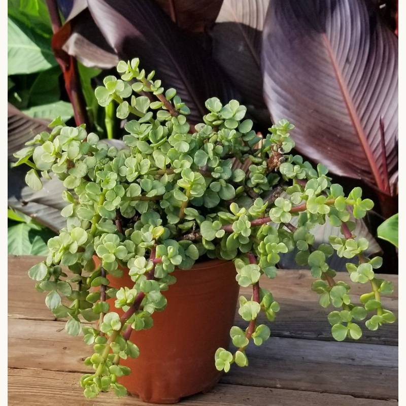 Succulent Elephant Bush, Portulacaria Afra