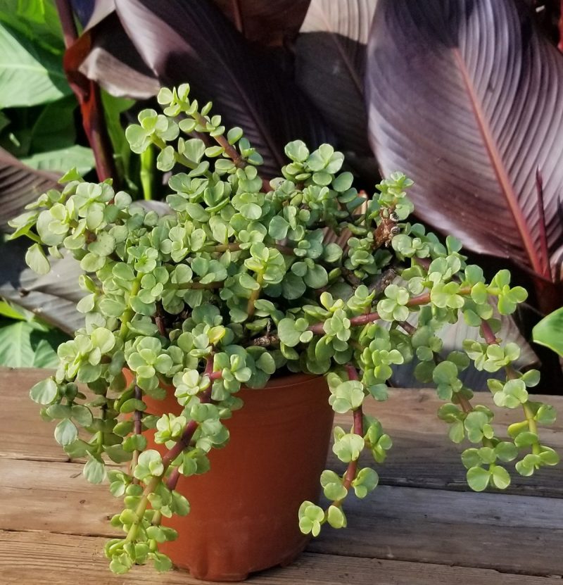 Succulent Elephant Bush, Portulacaria Afra