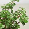 Succulent Elephant Bush, Portulacaria Afra