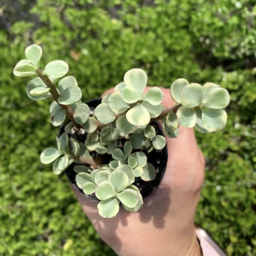 Succulent Rainbow Elephant Bush, Portulacaria Afra