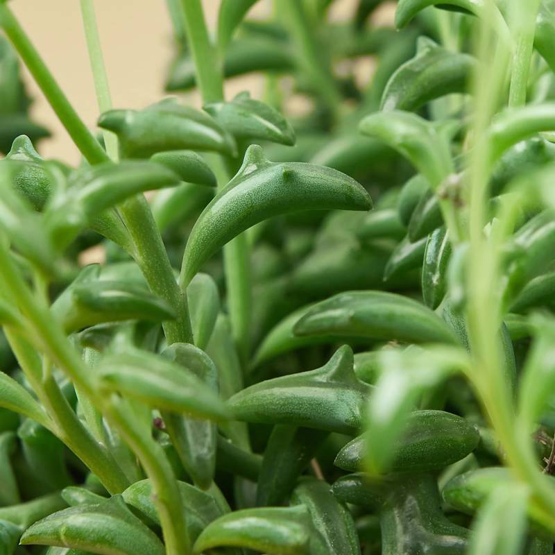 Succulent String of Dolphins