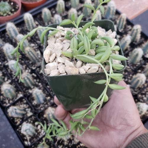 Succulent String of Fishhook