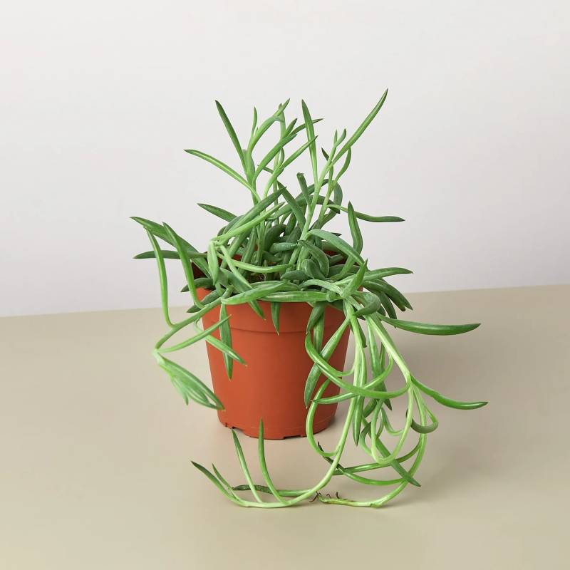 Succulent String of Fishhook