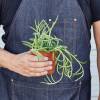 Succulent String of Fishhook