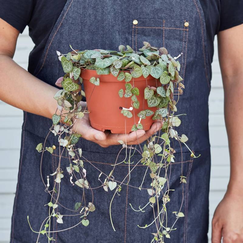 Succulent String of Hearts