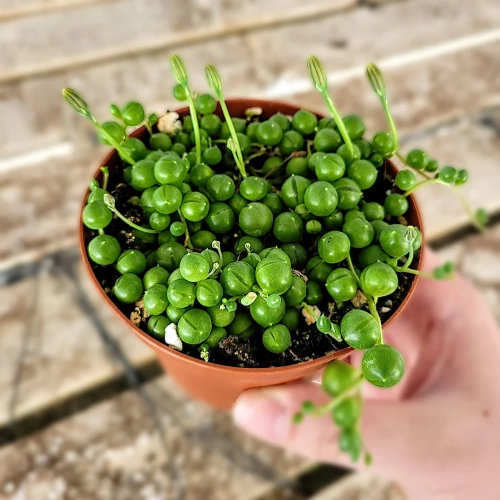 Succulent String of Pearls, Senecio Rowleyanus