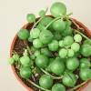 Succulent String of Pearls, Senecio Rowleyanus