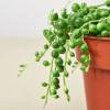 Succulent String of Pearls, Senecio Rowleyanus