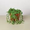 Succulent String of Pearls, Senecio Rowleyanus