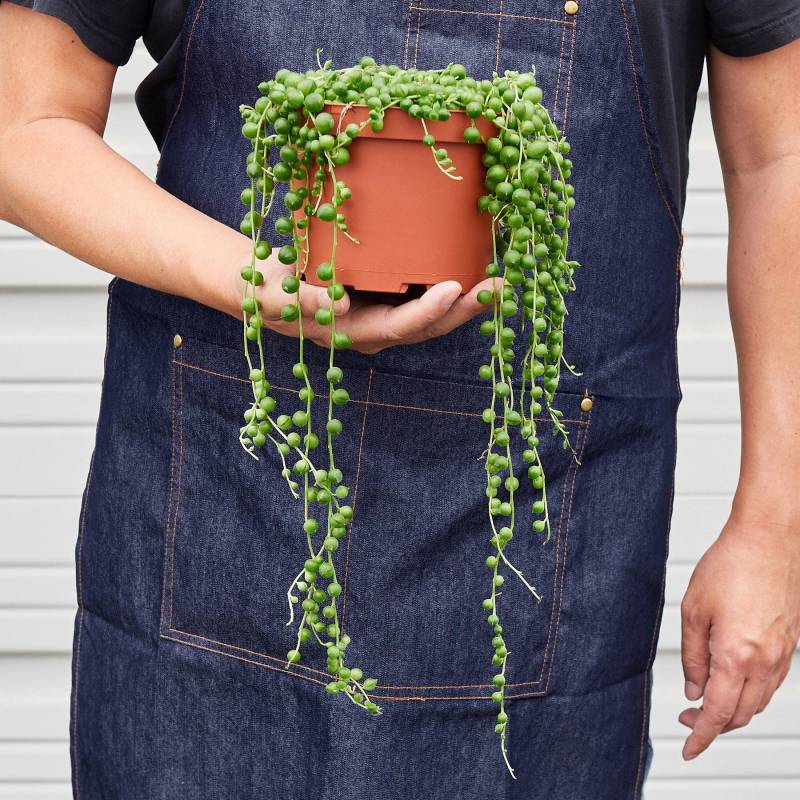 Succulent String of Pearls, Senecio Rowleyanus