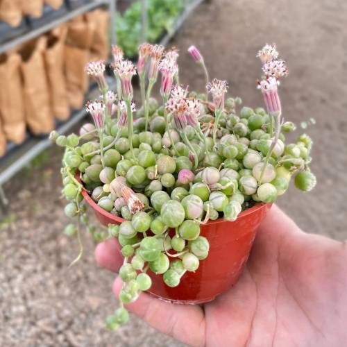 Succulent String of Pearls Variegated, Senecio Rowleyanus Variegata