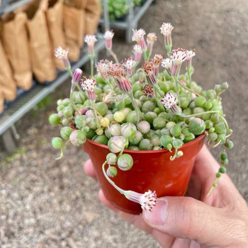 Succulent String of Pearls Variegated, Senecio Rowleyanus Variegata