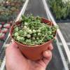 Succulent String of Pearls Variegated, Senecio Rowleyanus Variegata