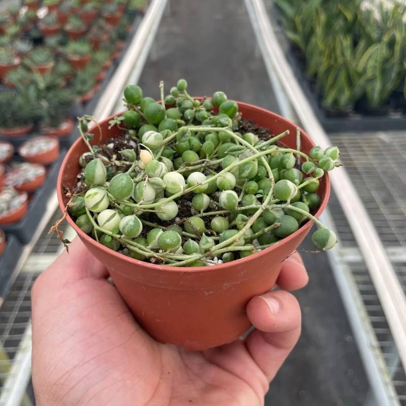 Succulent String of Pearls Variegated, Senecio Rowleyanus Variegata