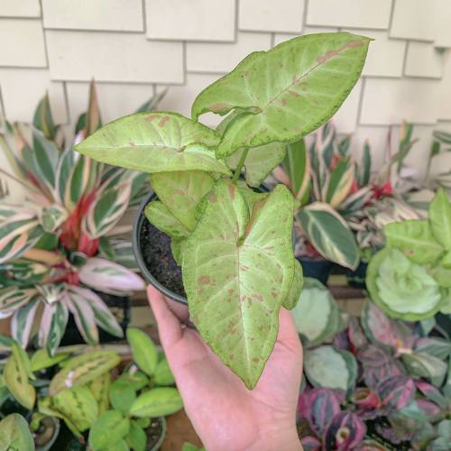 Syngonium Confetti