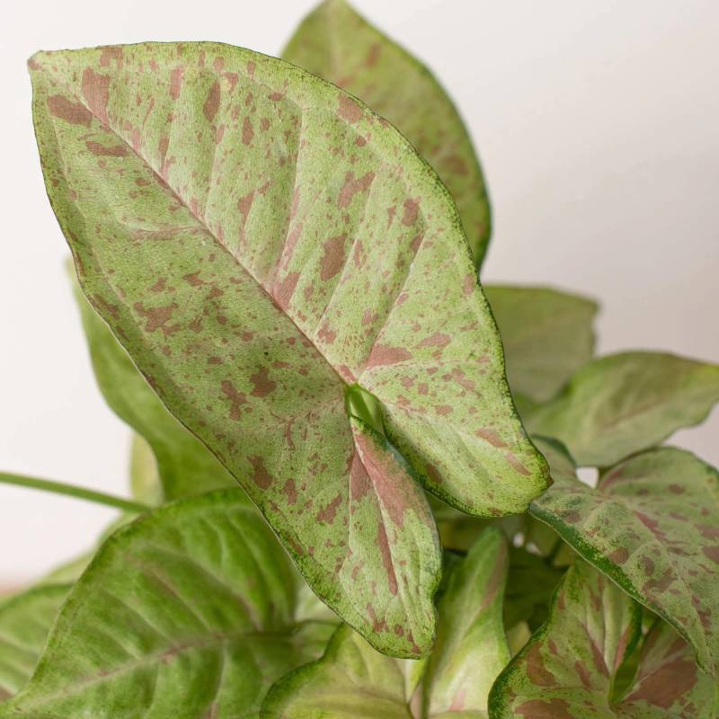 Syngonium Confetti