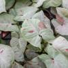 Syngonium Milk Confetti