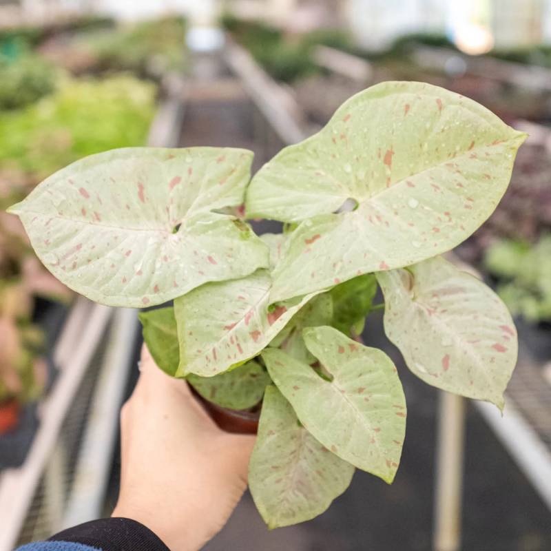 Syngonium Milk Confetti