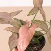 Syngonium Pink Splash