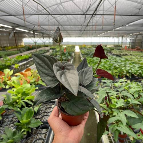 Syngonium Red Arrow