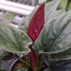 Syngonium Red Arrow