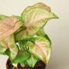 Syngonium Strawberry