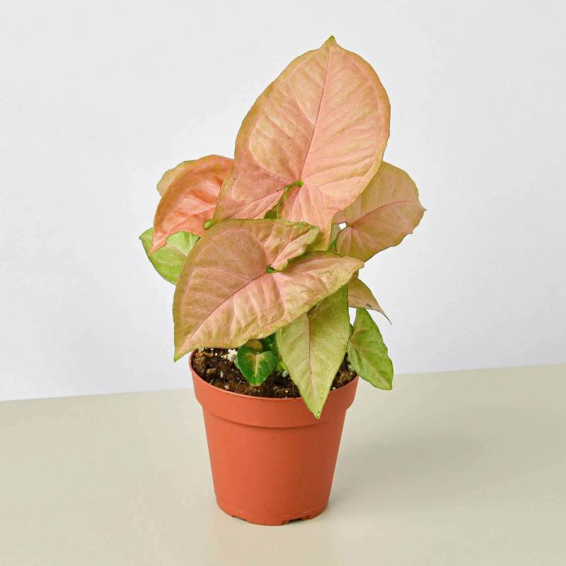 Syngonium Strawberry