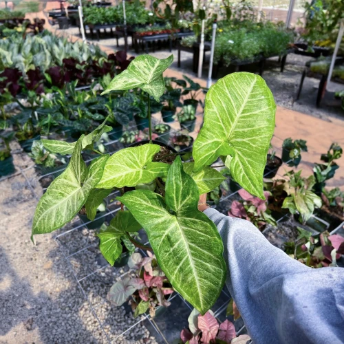 Syngonium White Butterfly