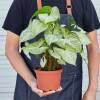 Syngonium White Butterfly