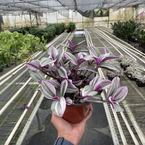 Tradescantia Nanouk