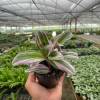 Tradescantia Nanouk