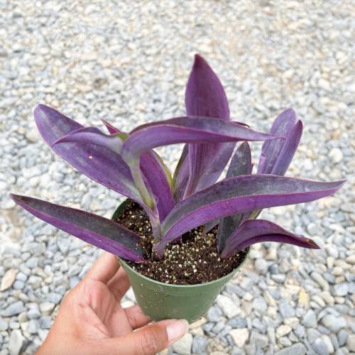 Tradescantia Purple Heart