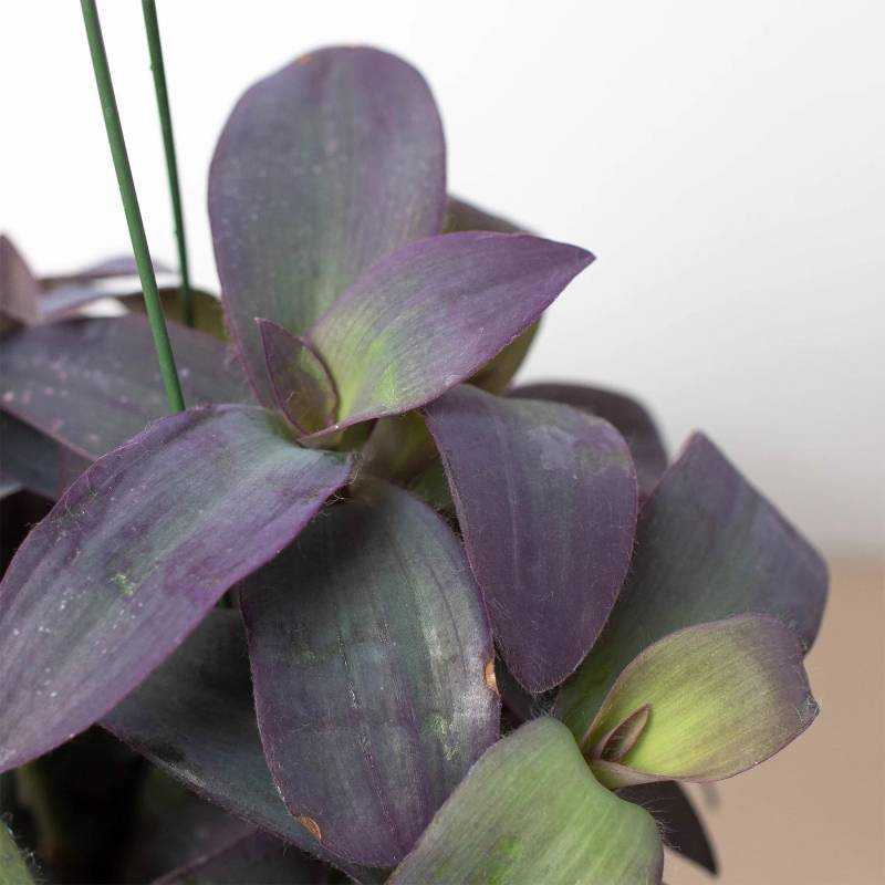 Tradescantia Purple Heart