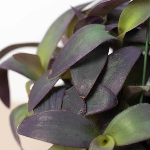 Tradescantia Purple Heart