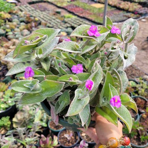 Tradescantia White Velvet