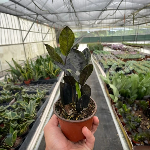 ZZ Plant, Zamioculcas Black Raven