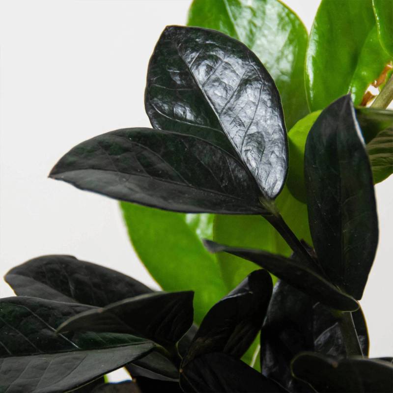 ZZ Plant, Zamioculcas Black Raven