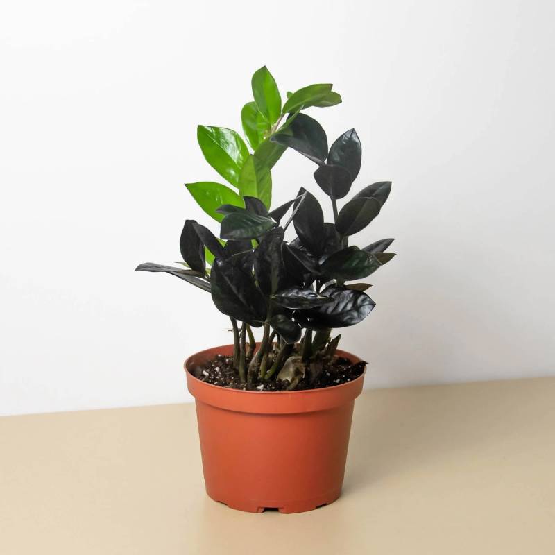 ZZ Plant, Zamioculcas Black Raven