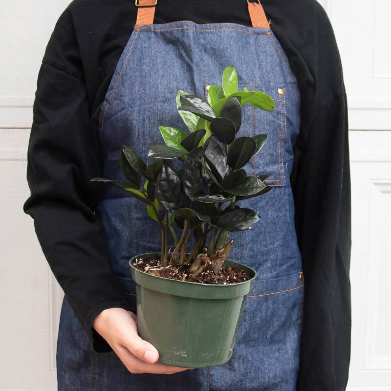 ZZ Plant, Zamioculcas Black Raven