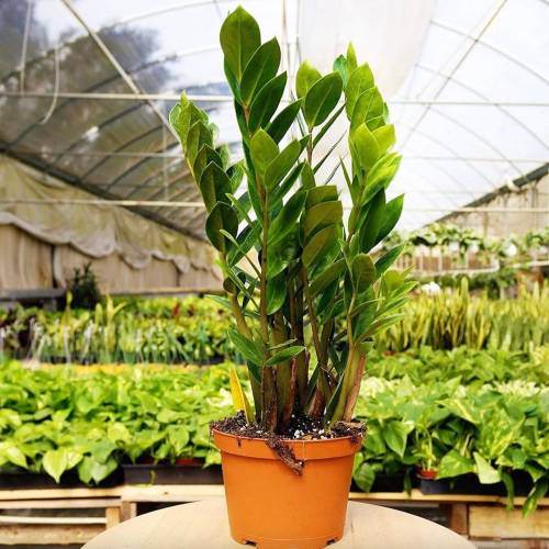 ZZ Plant, Zamioculcas Zamiifolia ZZ