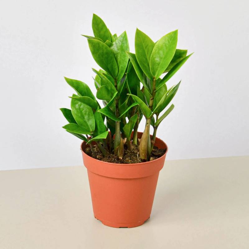 ZZ Plant, Zamioculcas Zamiifolia ZZ